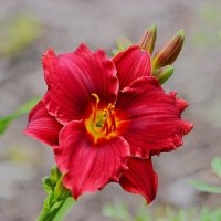 Лилейник :: Василий 