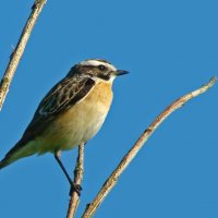 луговой чекан :: gawrilа - dan