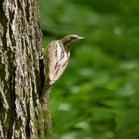 Вертишейка :: Алексей .