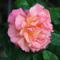 ... :: Константин Штарк