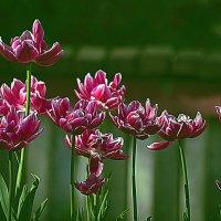 Этюд с тюльпанами :: Владимир Кроливец