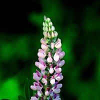 *** :: Леонид leo