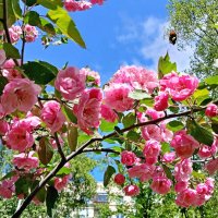 Пикирующий шмель. :: Лия ☼ Пикирующий шмель. :: Лия ☼