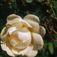 В цвету :: Любовь Иванова