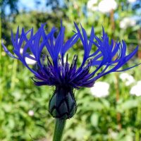 Василёк :: Oleg4618 Шутченко Василёк :: Oleg4618 Шутченко