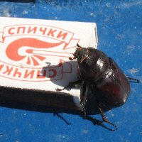 N :: Андрей Л. В.