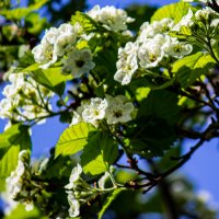 Цветение :: Светлана SvetNika17 Цветение :: Светлана SvetNika17