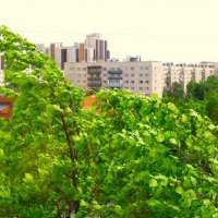 Ветер - он НЕ сломает дуб !.. :: Юрий Куликов Ветер - он НЕ сломает дуб !.. :: Юрий Куликов