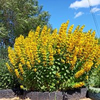 Вербейник обыкновенный. :: Игорь Родионов Вербейник обыкновенный. :: Игорь Родионов