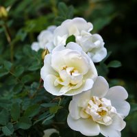 Шиповник цветёт :: Светлана 