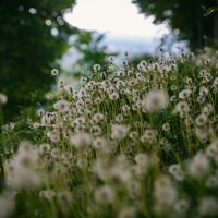 *** :: Вячеслав Владимирович