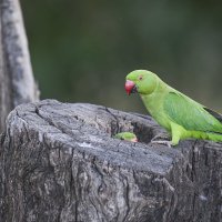 Мама с ребёночком :: Осень 