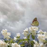 Новую страницу открывает Лето... :: Валерий Басыров