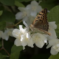 Равновесие в природе :: Валерий Басыров Равновесие в природе :: Валерий Басыров