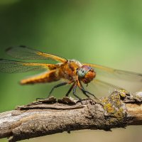 Стрекоза :: Alex Bush