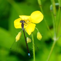 опять стрекозы   4 :: Александр Прокудин