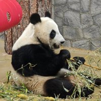 Панда Катюша :: <<< Наташа >>> Панда Катюша :: <<< Наташа >>>