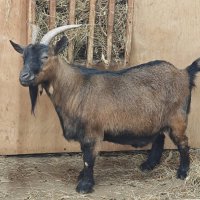 Камерунская коза :: <<< Наташа >>>