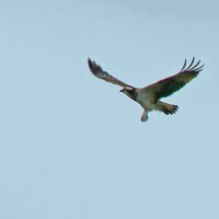 скопа :: gawrilа - dan