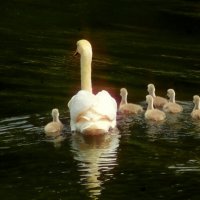 На прогулку :: Юрий. Шмаков