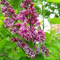 Сирень :: Сапсан 