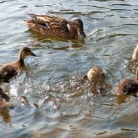 Утята :: Сапсан 