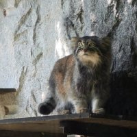 Манул Тимофей :: <<< Наташа >>>