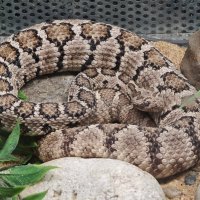 Змея :: <<< Наташа >>> Змея :: <<< Наташа >>>