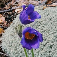 В лесу... :: Георгиевич 