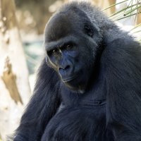 Быть или не быть... :: Alexander Amromin Быть или не быть... :: Alexander Amromin