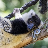 Лемур вари. :: Alexander Amromin