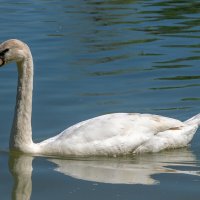 Лебедь :: Игорь Сикорский Лебедь :: Игорь Сикорский