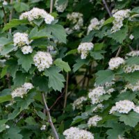 Соцветия боярышника. :: сергей ермошкин