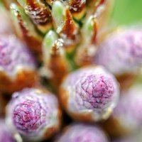 Коконы :: Андрей Щетинин Коконы :: Андрей Щетинин