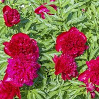 Вот и пионы распустились :: Валерий Иванович Вот и пионы распустились :: Валерий Иванович