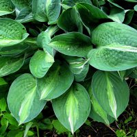 Хоста :: Людмила Смородинская Хоста :: Людмила Смородинская