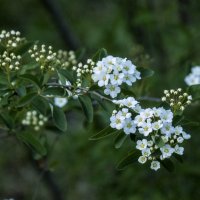Спирея Вангутта :: Валентин Семчишин Спирея Вангутта :: Валентин Семчишин