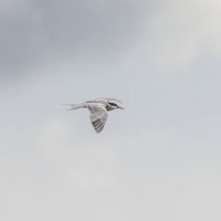 крачка :: юрий макаров крачка :: юрий макаров