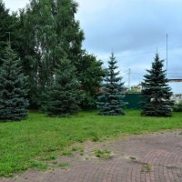 Ядрин. Ели Мемориально-исторического сквера. :: Пётр Чернега