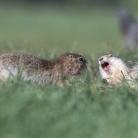 Разговор по душам :: Марина Фомина.