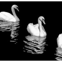 Лебединое озеро :: Игорь Викторов Лебединое озеро :: Игорь Викторов