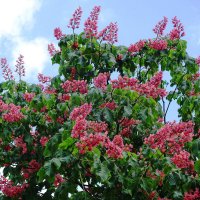 Цветет Каштан красный :: Рита Симонова