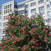 Цветет Каштан красный :: Рита Симонова