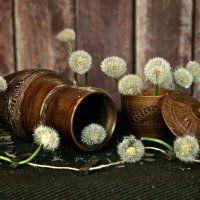 Одуванчиковый блюз. :: Галина Левина