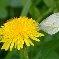 Белянка и одуванчик :: Галина Кан Белянка и одуванчик :: Галина Кан