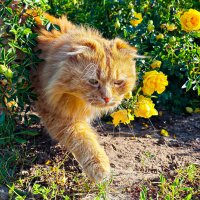 Кот Рыжик :: Сергей Гибков