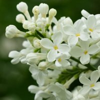 White Lilac | 9 :: Sergey Sonvar