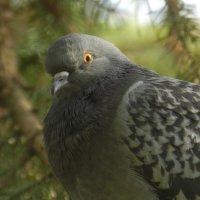 Сизый голубь Портрет :: Александр Кольцов