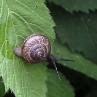 ** :: Зоя Мишина