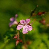 Герань Роберта... :: Николай Гирш